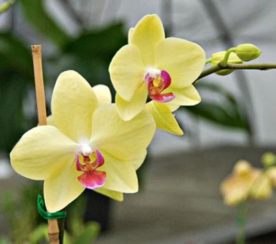 Лот: 1137561. Фото: 1. Орхидея фаленопсис. Горшечные растения и комнатные цветы