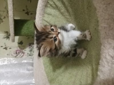 Лот: 14625406. Фото: 1. Шотландские котята. Кошки, котята
