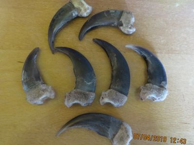 Лот: 13456426. Фото: 1. Когти Медведя. Чучела животных, рога, шкуры