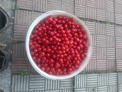 Лот: 25551371. Фото: 1. Вишня войлочная. Другое (для дачи, дома, огорода, бани, парка)