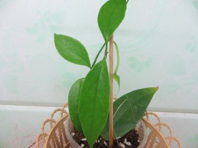 Лот: 4229323. Фото: 1. Хойя Николсона-Hoya nicholsoniae. Горшечные растения и комнатные цветы