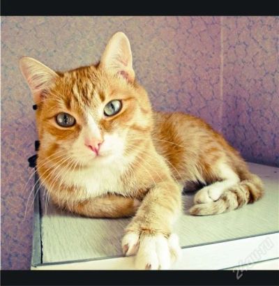 Лот: 1400525. Фото: 1. Отдадим кота в хорошие руки. Кошки, котята
