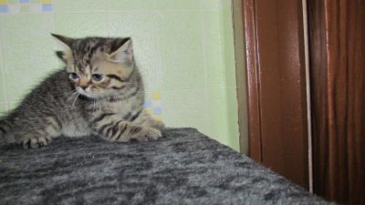 Лот: 8726240. Фото: 1. красивый котенок от экзотического-перса... Корма