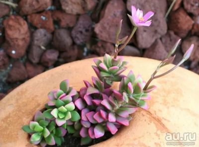 Лот: 16951498. Фото: 1. Суккулент №9-Анакампсерос Rufescens... Горшечные растения и комнатные цветы