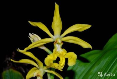Лот: 12850733. Фото: 1. Орхидея бульбаш желтый Bulb.carnuculatum. Горшечные растения и комнатные цветы