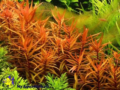 Лот: 5917887. Фото: 1. Аквариумное растение аммания изящная... Водные растения