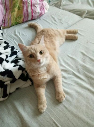 Лот: 12953121. Фото: 1. кот ищет себе хозяев. Кошки, котята