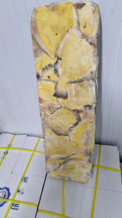 Лот: 20763605. Фото: 1. Камбала б/г с/м желтобрюхая. Икра, рыба, морепродукты