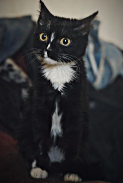 Лот: 9391249. Фото: 1. котенок, мальчик. Кошки, котята