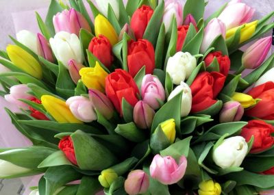 Лот: 7030114. Фото: 1. Тюльпаны оптом к 8 марта! Низкие... Свежие цветы