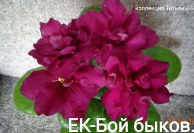 Лот: 18659952. Фото: 1. Фиалка ЕК-Бой быков - лист . Горшечные растения и комнатные цветы
