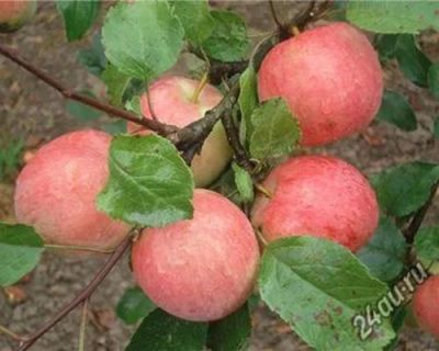 Лот: 5946554. Фото: 1. ранетки, ранетка,крупные яблочки. Овощи, фрукты, зелень
