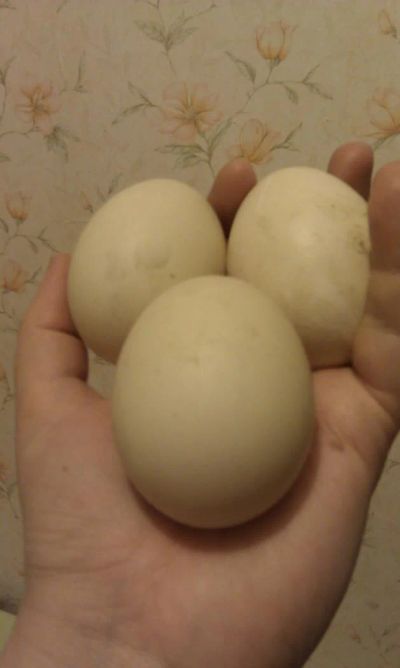 Лот: 4876147. Фото: 1. Яйцо мускусной утки, крупное. Мясо, птица, яйцо
