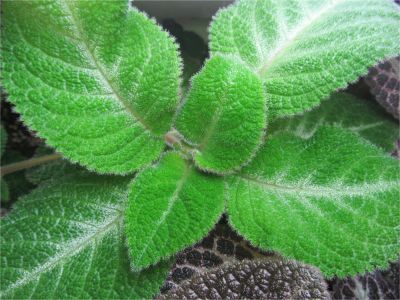Лот: 7935976. Фото: 1. Эписция Lilacina Viridis. Горшечные растения и комнатные цветы