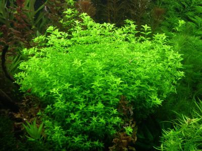 Лот: 8009412. Фото: 1. Хемиантус микрантемоидес (Hemianthus... Водные растения