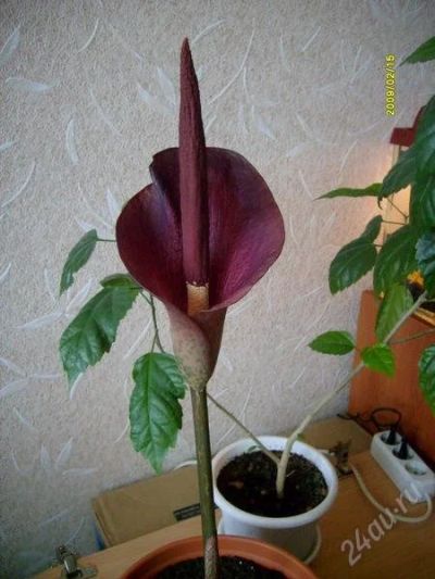 Лот: 1015059. Фото: 1. Аморфофаллюс. Горшечные растения и комнатные цветы