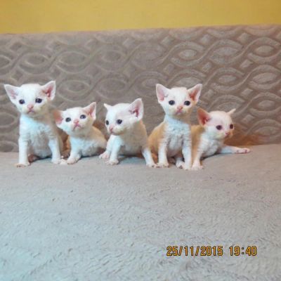 Лот: 3785999. Фото: 1. котята девон-рекс. Кошки, котята
