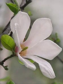 Лот: 9543742. Фото: 1. Магнолия кобус бореалис (Magnolia... Декоративные кустарники и деревья