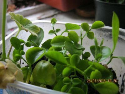 Лот: 7308818. Фото: 1. муррайя №10. Горшечные растения и комнатные цветы