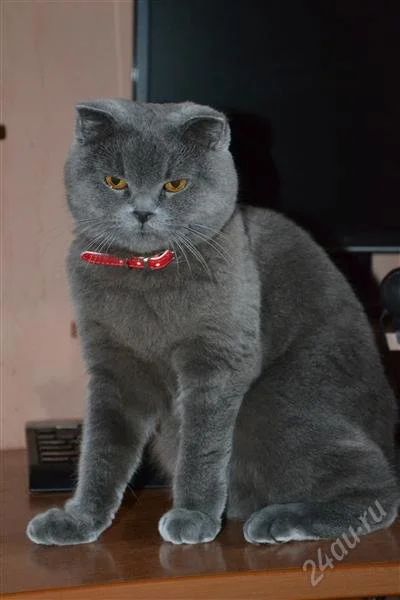 Лот: 2316806. Фото: 1. Продам шотландцев. Кошки, котята