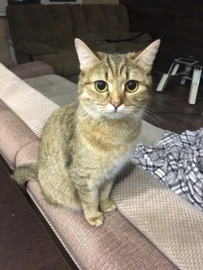Лот: 10867089. Фото: 1. Кошка отдам. Кошки, котята
