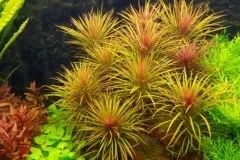 Лот: 21985857. Фото: 1. ✅Меристемное растение Pogostemon... Водные растения