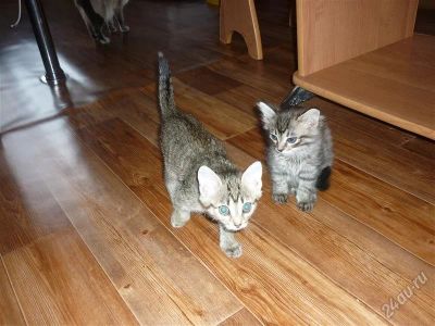 Лот: 2872558. Фото: 1. Отдам полосатенькую кошечку. Кошки, котята