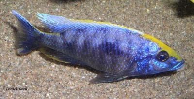Лот: 1629515. Фото: 1. Otopharynx decorus - Отофаринкс... Рыбки