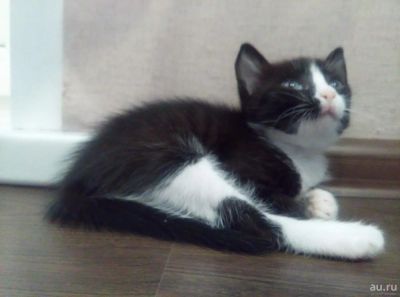 Лот: 9591528. Фото: 1. котёнок мальчишка ! ( доставка... Кошки, котята