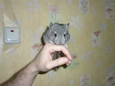 Лот: 2265907. Фото: 1. шиншиллы. Остальные животные