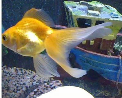 Лот: 3347553. Фото: 1. Золотые рыбки. Рыбки