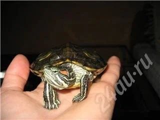 Лот: 371855. Фото: 1. Красноухая черепаха. Другое (аквариумистика)