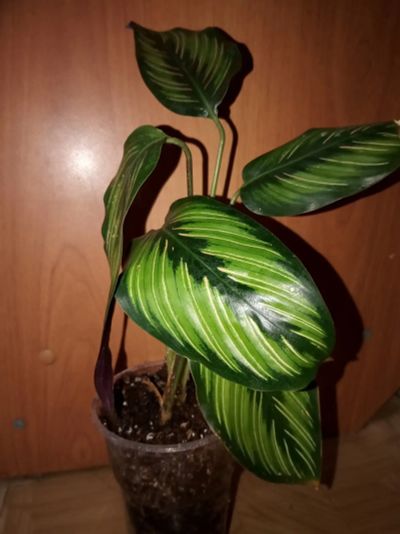 Лот: 20235729. Фото: 1. Калатея Бьюти Стар (Calathea Beauty... Горшечные растения и комнатные цветы