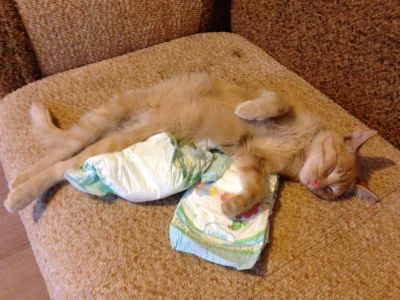 Лот: 3435351. Фото: 1. Продам кота рыжуна за 1 руб )). Кошки, котята