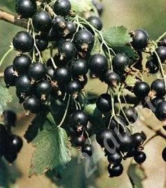 Лот: 444634. Фото: 1. Свежая сладкая смородина. Овощи, фрукты, зелень
