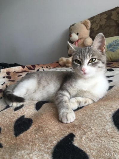 Лот: 13790616. Фото: 1. Отдадим кошечку в добрые ручки. Кошки, котята