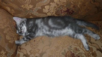 Лот: 5038475. Фото: 1. Британец. Кошки, котята
