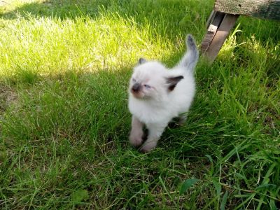 Лот: 7873016. Фото: 1. Балинез мальчик. Кошки, котята