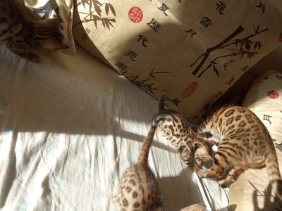Лот: 17139959. Фото: 1. Бенгалы. Кошки, котята