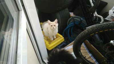 Лот: 9667942. Фото: 1. Мейн кун девочка 2. Кошки, котята