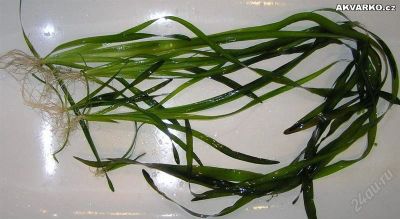 Лот: 2280889. Фото: 1. Валиснерия гиганская. Водные растения