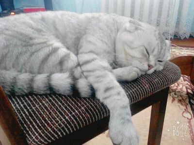 Лот: 11495360. Фото: 1. Британский вислоухий кот. Кошки, котята