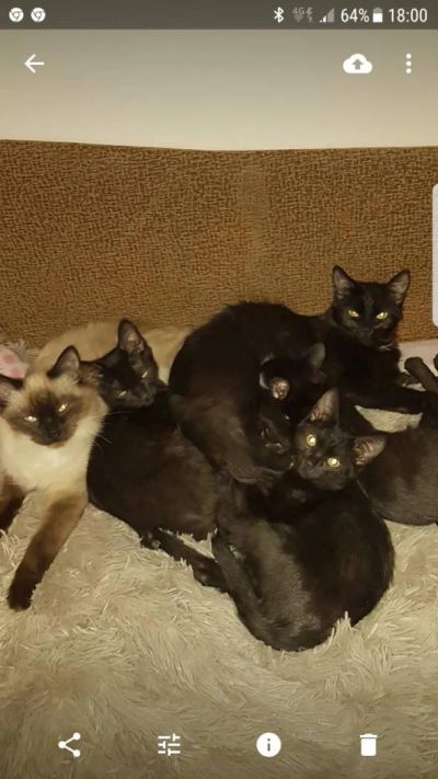 Лот: 11275009. Фото: 1. Три кота, три хвоста)) уиу-уиу... Кошки, котята