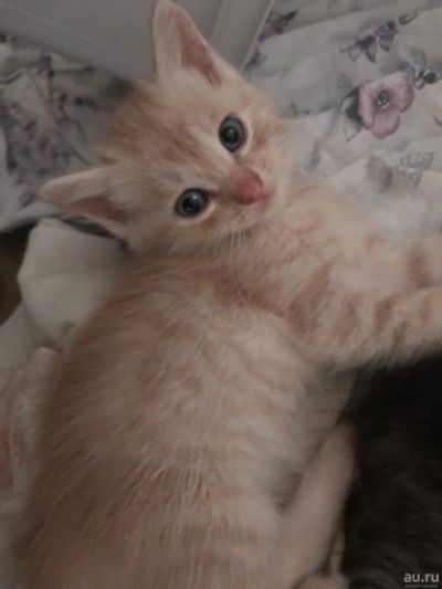 Лот: 14129996. Фото: 1. Отдам котят в хорошие руки. Кошки, котята