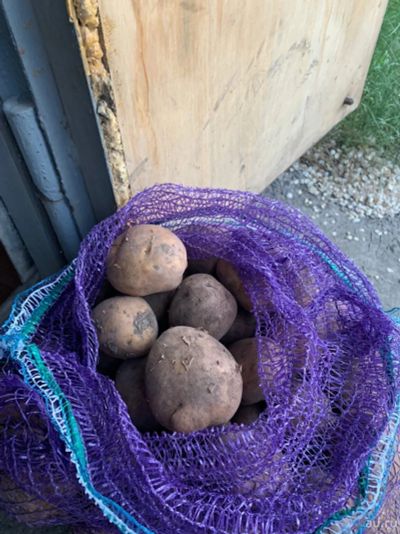 Лот: 16241997. Фото: 1. Легендарное возвращение картофеля... Картофель