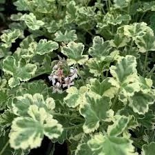 Лот: 21033790. Фото: 1. Душистая пеларгония Fragrans variegatum... Горшечные растения и комнатные цветы