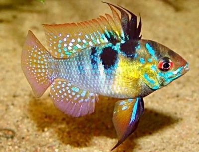 Лот: 19885990. Фото: 1. 🐟Апистограмма Рамирези (Mikrogeophagus... Рыбки