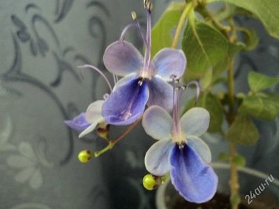 Лот: 2400344. Фото: 1. клеродендрум угандийский (голубые... Горшечные растения и комнатные цветы