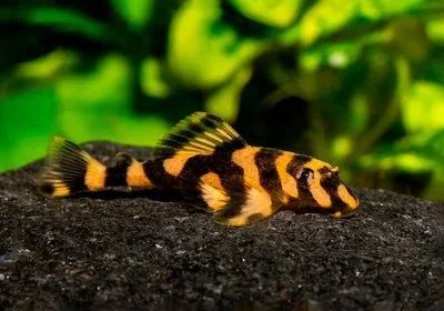 Лот: 16162316. Фото: 1. Зонанциструс Брахиурус Zonancistrus... Рыбки