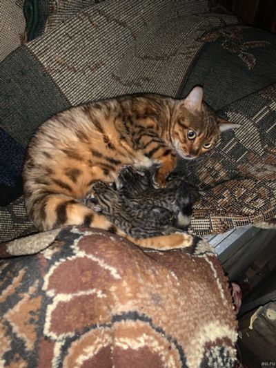 Лот: 15267768. Фото: 1. Бенгальские котята. Кошки, котята